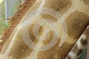 detail of a captive giraffe& x27;s fur pattern