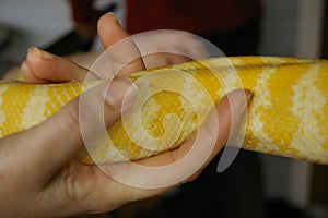 detail of a captive pet Albino python