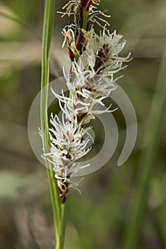 Detail of Carex flacca Schreb. subsp. Flacca photo