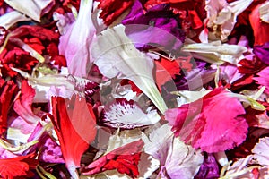 Detail of carnation petals fallen on the ground after the passage of the Procession of Jesus the Nazarene and the Virgen de la photo