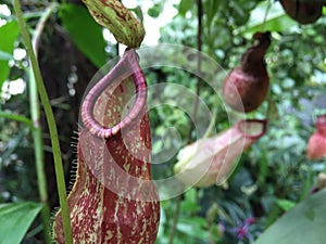 Detail of carnivorous pitcher plant