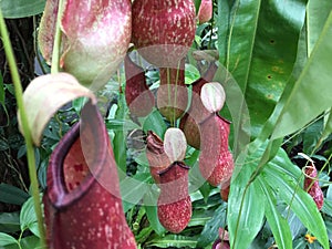 Detail of carnivorous pitcher plant