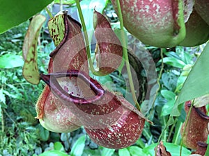 Detail of carnivorous pitcher plant