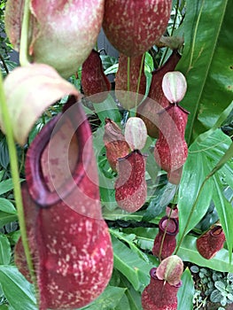 Detail of carnivorous pitcher plant