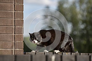 Cat covered by dark hair with bristled hair on its back photo