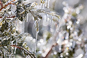 Detail of cedar leaves in hedge encased in ice after ice storm seen during a late winter sunny morning