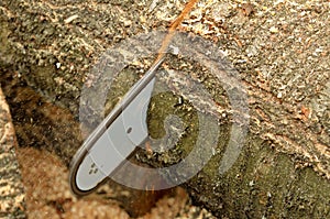 Detail of the chainsaw cutting the wooden log