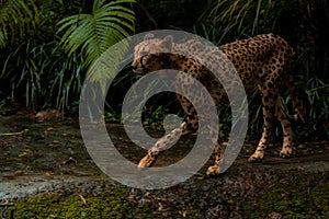 Detail cheetah on black background. Detail cheetah. Feline on the black. Very fast feline. fastest undomestic cat. photo