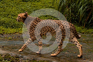 Detail cheetah on green background. Detail cheetah. Feline on the black. Very fast feline. fastest undomestic cat photo
