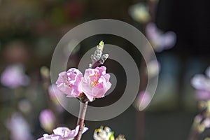 detail of cherry tree in spring time with soft background