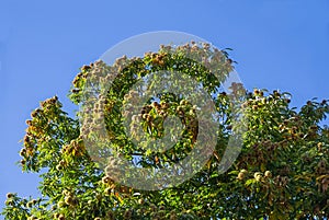 Detail of Chestnut in Autumn photo