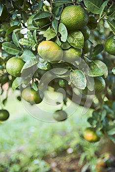 Detail of a citrus plantation, tangerines ripening on the plant