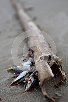 Detail of Clams and Barnacles on Driftwood