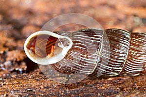 Detail of Clausilia dubia