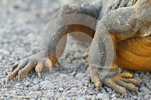 Detail of claws of wild land iguana