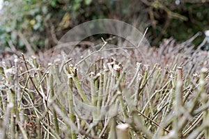 Detail of clipped and trimmed hedge in garden in winter