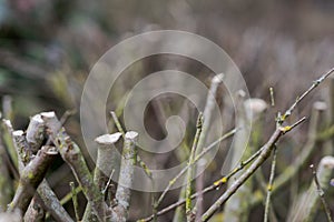 Detail of clipped and trimmed hedge in garden in winter