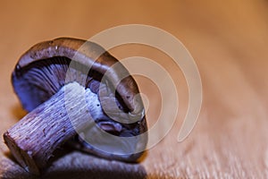 Detail of clitocybe nebularis, the lamellas and the stem.