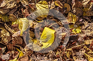 detail of clorful fallen leaves in a park in zurich...IMAGE