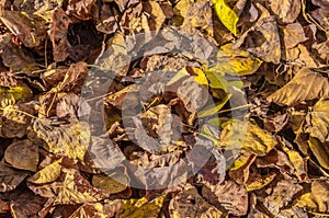 detail of clorful fallen leaves in a park in zurich...IMAGE