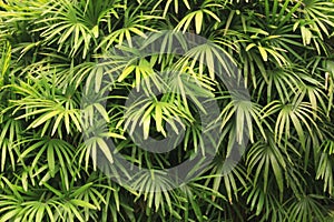a detail close photo of a tropical bamboo leaves photo