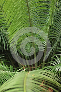 a detail close photo of a tropical fern with a blured background photo