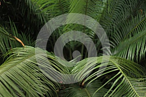 a detail close photo of a tropical fern with a blured background photo