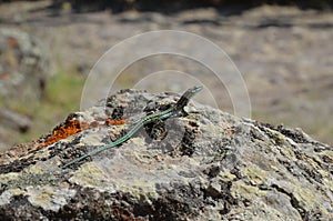 Detail close-up of a common lizard