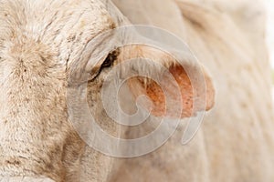 Detail And Close-up Of Cow Face In Farm