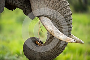 A detail close up of an eating elephant face, trunk, tusks and mouth against a green blurred background