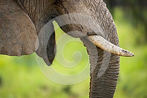 A detail close up of an elephant face, mouth and tusk against a blurred green background