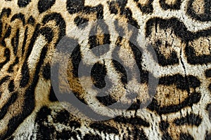 Detail close-up fur coat of wild cat. Wild cat from Costa Rica. Margay, Leopardis wiedii, beautiful cat sitting on the branch in t