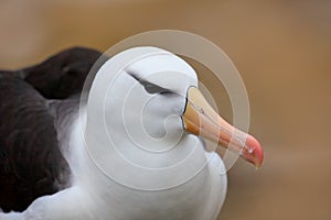 Detail close-up head portrait of bird. Portrait of Black-browed albatross, Thalassarche melanophris, white head with nice bill, on