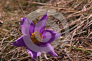 Detail Close-up of Pasque flowers in the meadow.