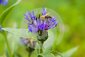 Detail close-up photo of bee or honeybee collecting nectar or pollen, european or western honey bee sitting on the blue flower