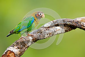 Detail close-up portrait bird. Bird from Central America. Wildlife scene, tropic nature. Bird from Costa Rica. Brown-hooded Parrot