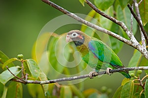 Detail close-up portrait of bird from Central America. Wildlife scene from tropical nature from Costa Rica. Brown-hooded Parrot, P