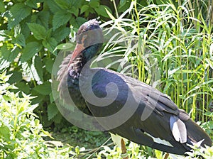 Detail close-up portrait of Black Stork with red bill and rainbow feathers, glossy plumage Ciconia nigra, on green grass