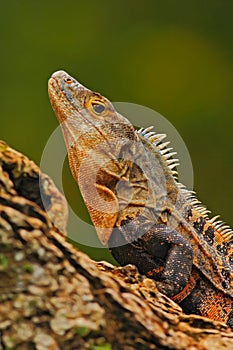 Detail close-up portrait of lizard. Reptile Black Iguana, Ctenosaura similis, sitting on black stone. Beautiful lizard head in the