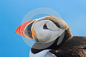 Detail close-up portrait of puffin. Atlantic Puffin, Fratercula artica, Arctic black and white cute bird with red bill sitting on photo