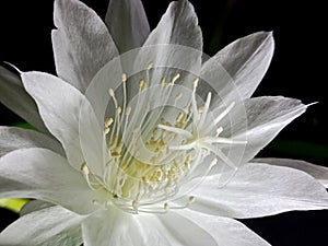 Detail close up and vibrance colors of the blooming Wijaya Kusuma Flower. Wijaya Kusuma is a typical Indonesian flower that only b