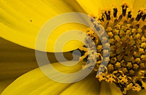 Detail close up yellow sun flower