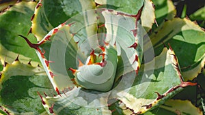 Detail closeup of Agave potatorum kishokan. beautiful succulent plant. Natural background