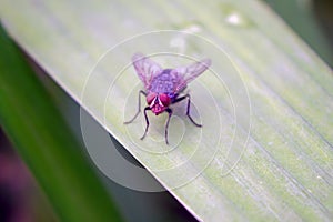 Detail Closeup of common Housefly, scientifically known as Musca Domestica sitting on fresh green leaf of great texture