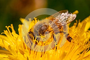 Detail closeup of honeybee, Apis Mellifera, european, western honey bee covered in yellow pollen.