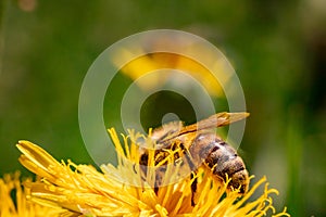 Detail closeup of honeybee, Apis Mellifera, european, western honey bee covered in yellow pollen.