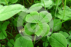 Detail of the cloverleaf to get luck