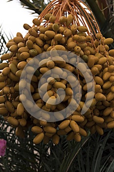 Detail of a cluster of dates