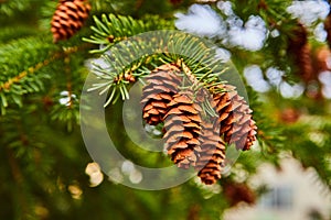 Detail of cluster of pinecones on pine tree