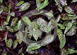 Detail of a cluster of trout lily green and purple spotted leaves emerging in a spring forest.